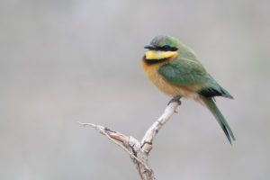 Little Bee-eater (Merops pusillus), side view of an adult perched on a branch, Mpumalanga, South Africa Little Bee-eater (Merops pusillus), side view of an adult perched on a branch, Mpumalanga, South Africa